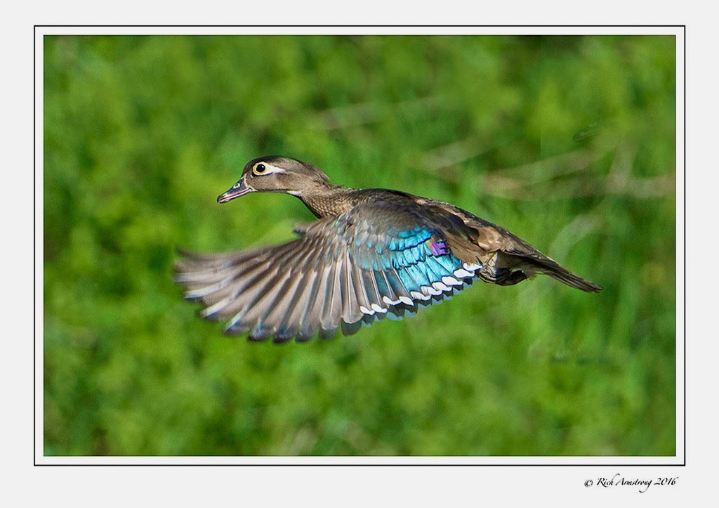 Courtesy Rich Armstrong, richarmstrongphotography.com